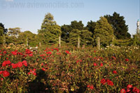 Queen Mary's Gardens, Regent's Park, London